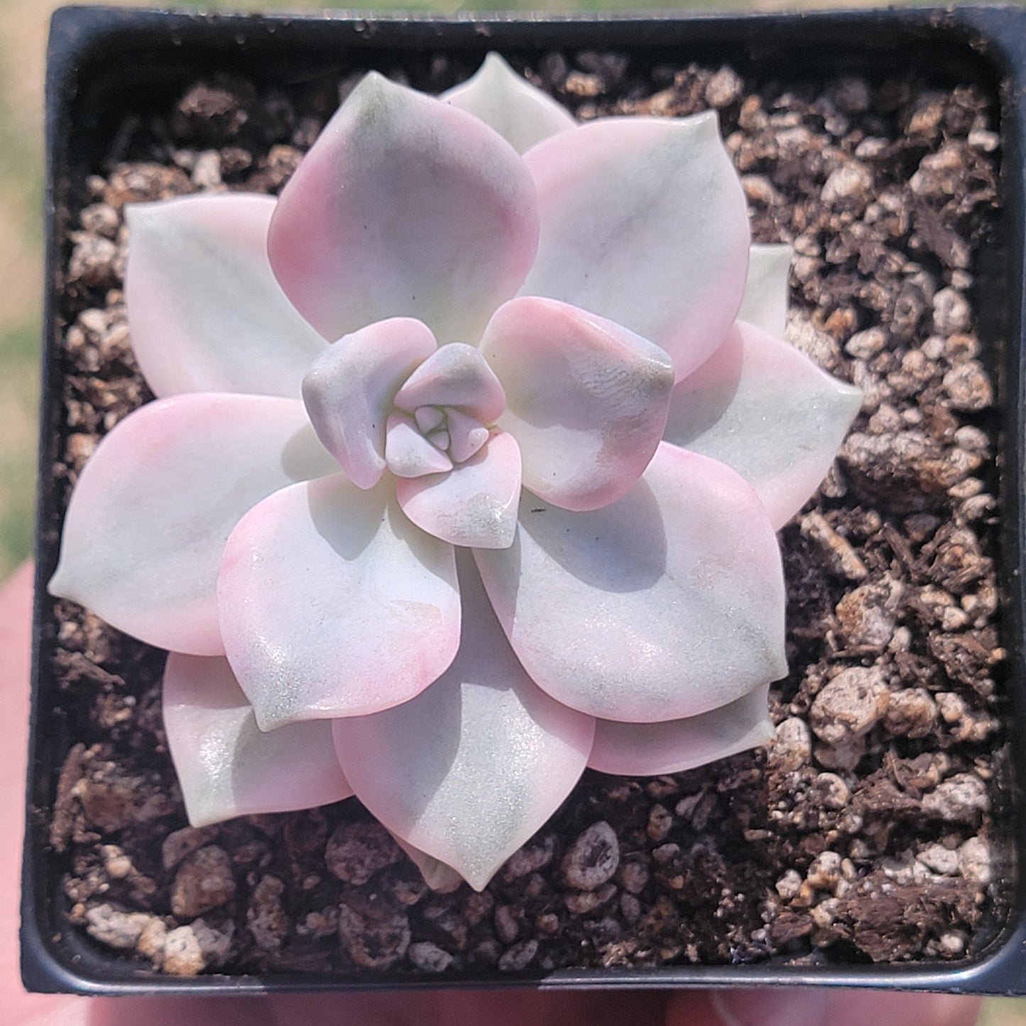 DesertScapeSucculent Succulent Single 3.5A Graptopetalum Purple Delight Variegated (Rare Korean Succulent)