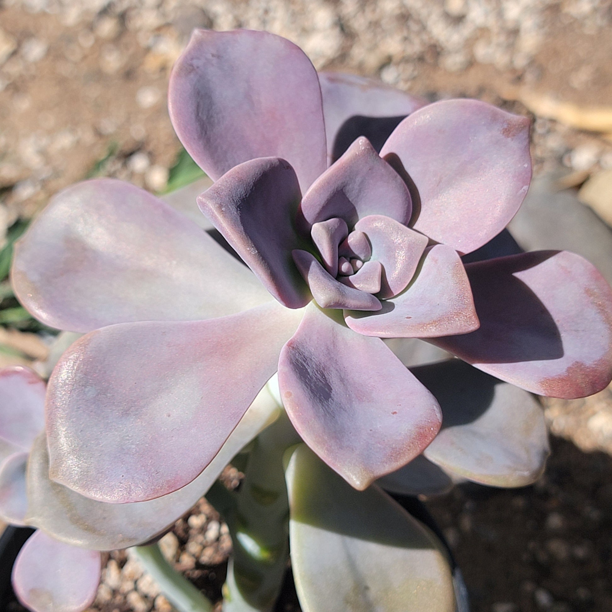 alpenglow succulent care Graptosedum 'Alpenglow'