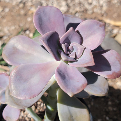 alpenglow succulent Graptosedum 'Alpenglow' – DesertScapeSucculent