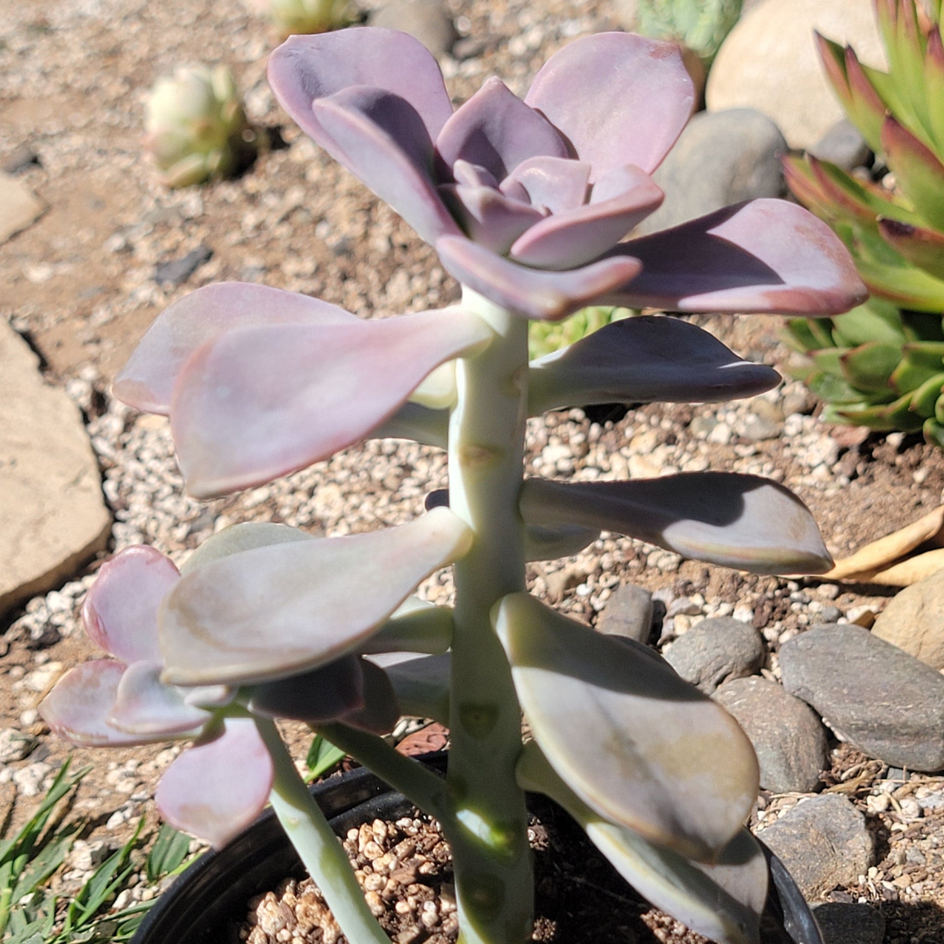 alpenglow succulent care Graptosedum 'Alpenglow' – DesertScapeSucculent