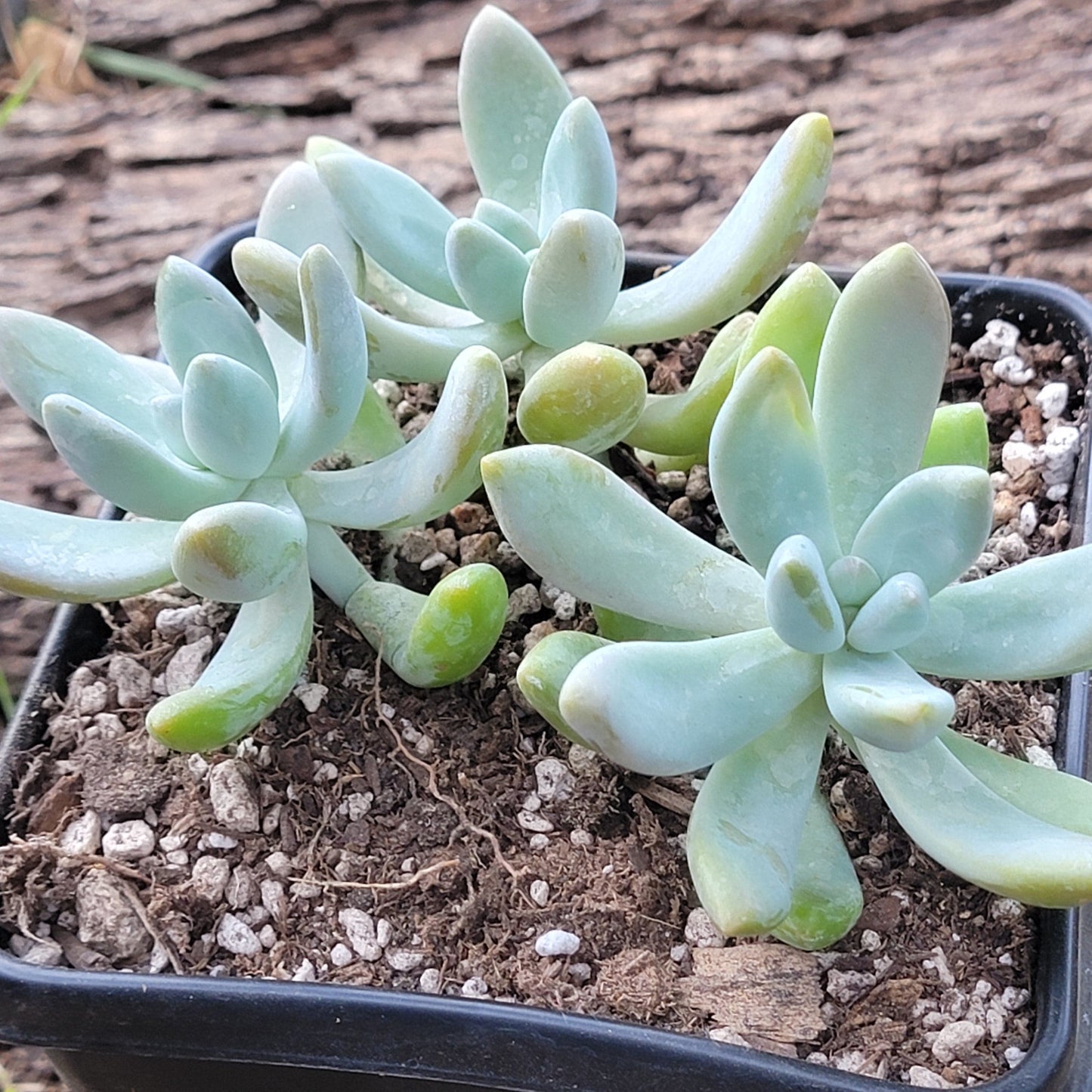 Graptosedum 'Blue Giant'