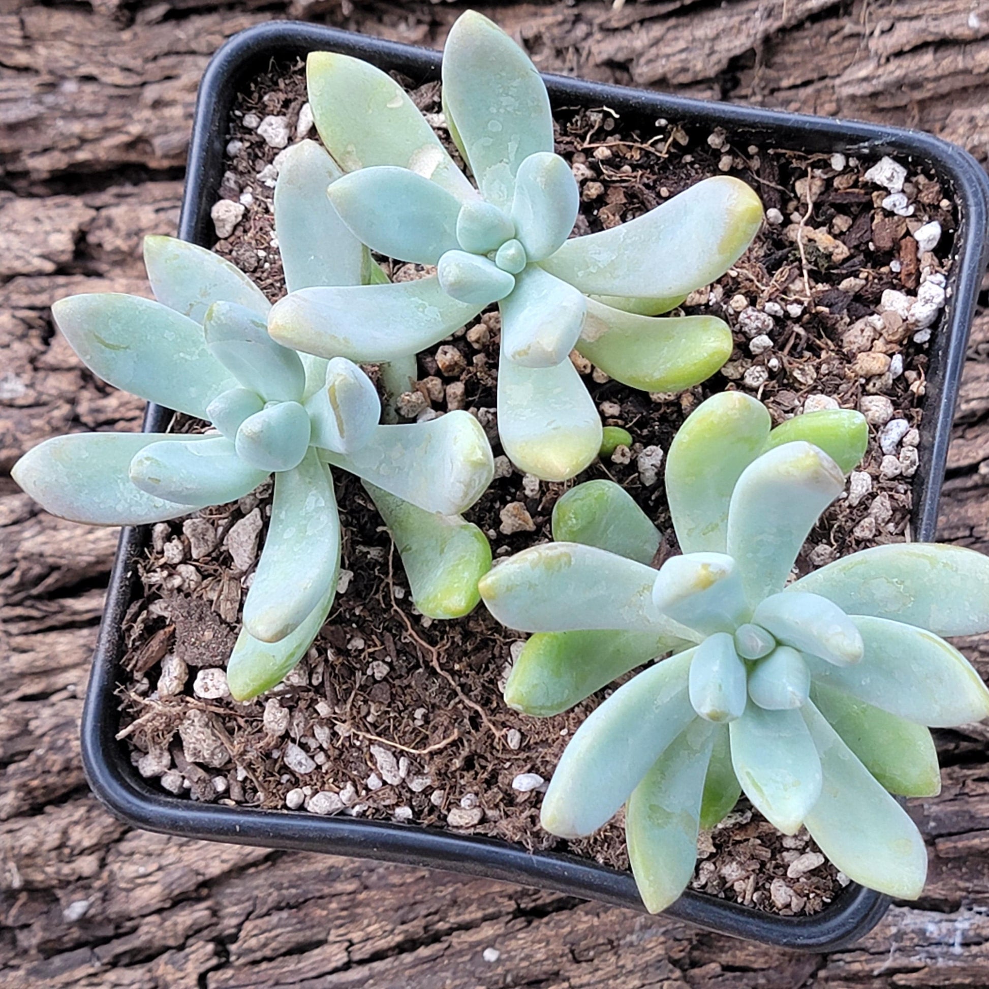 sedeveria blue giant succulent Graptosedum 'Blue Giant' – DesertScapeSucculent