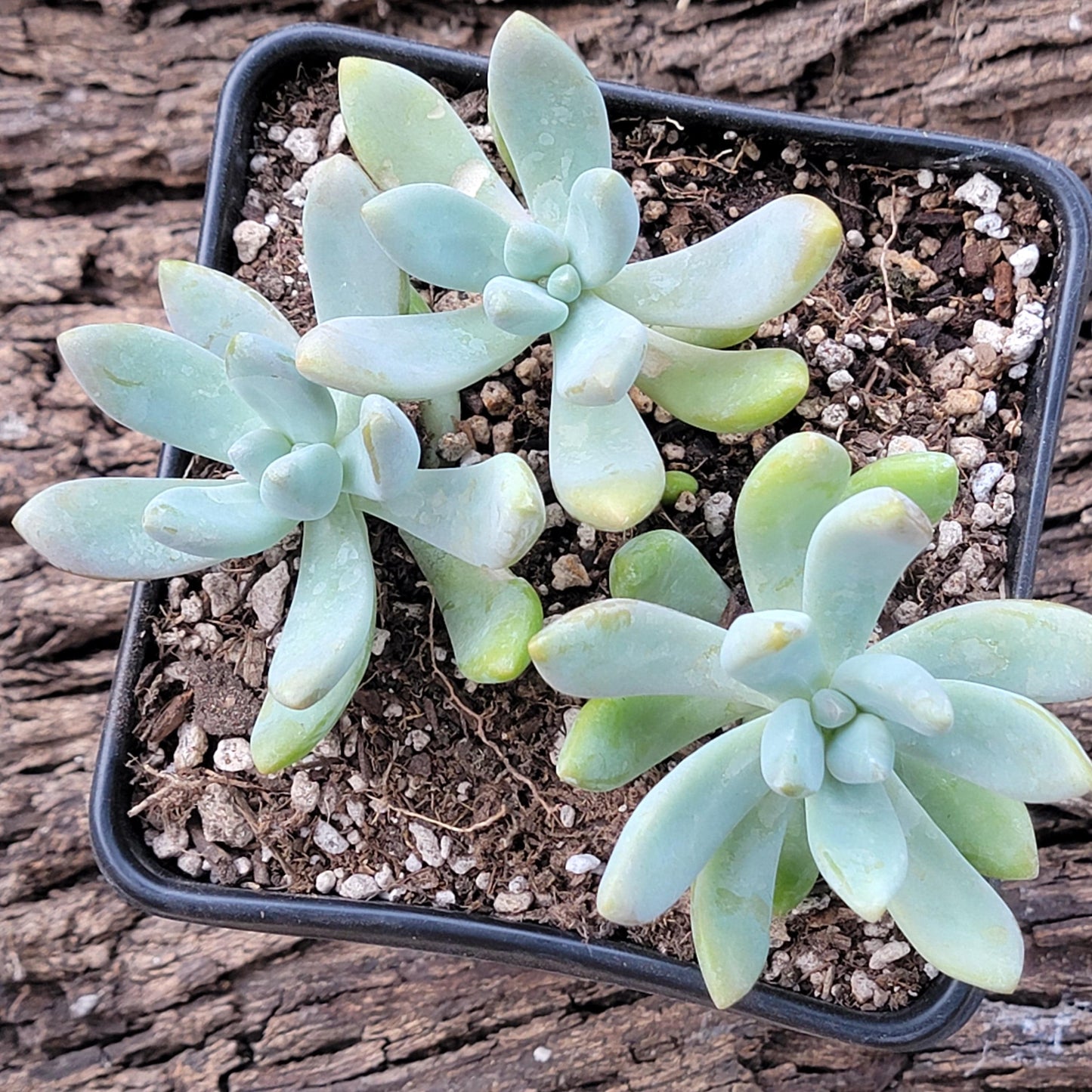 DesertScapeSucculent Succulent Graptosedum 'Blue Giant'