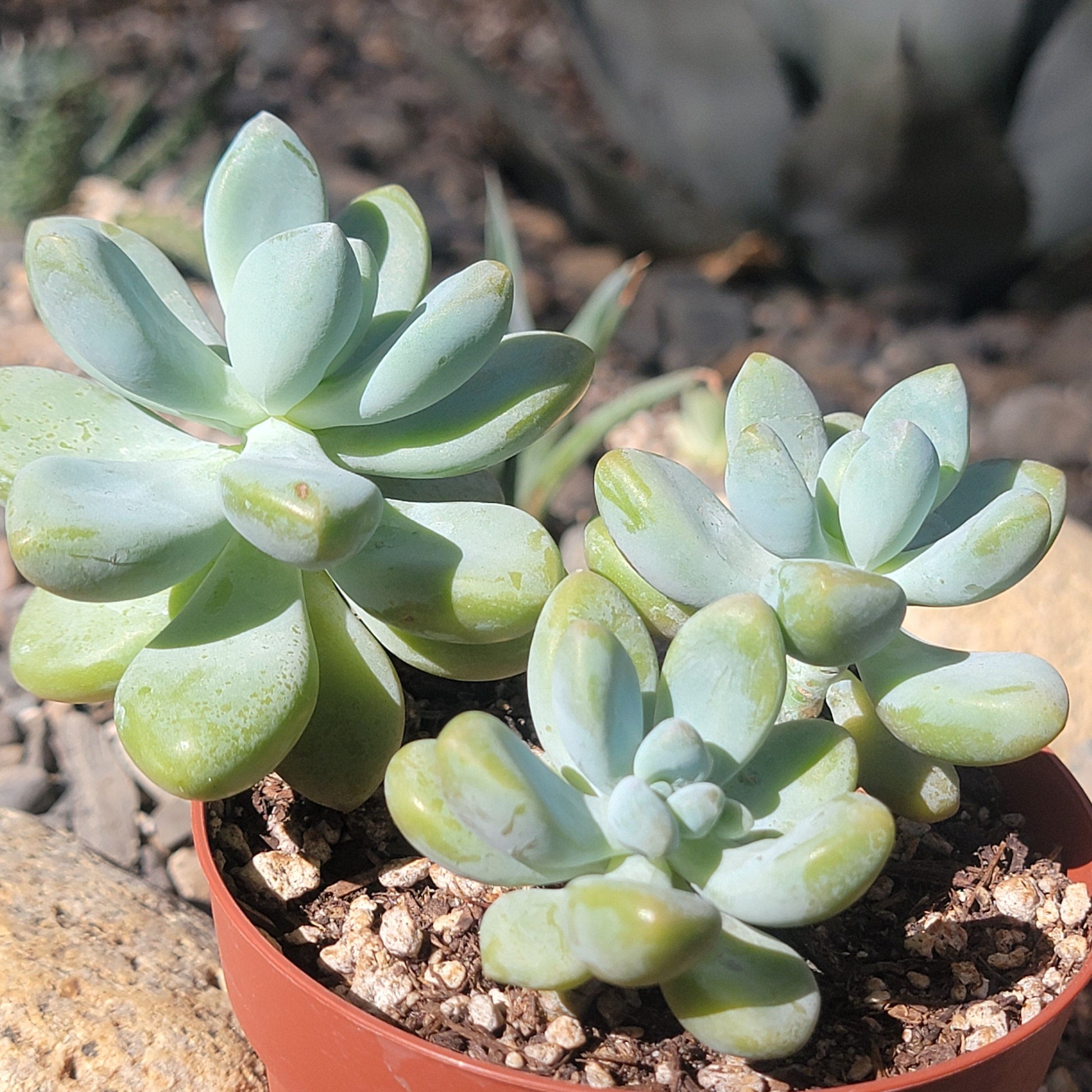 large blue succulent Graptosedum 'Blue Giant' – DesertScapeSucculent