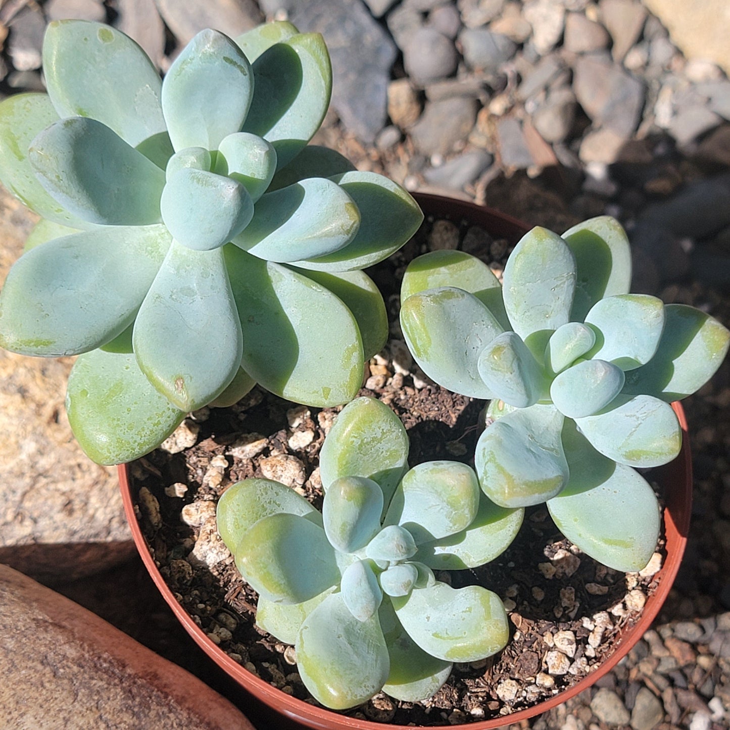 DesertScapeSucculent Succulent 4" Assorted Graptosedum 'Blue Giant'