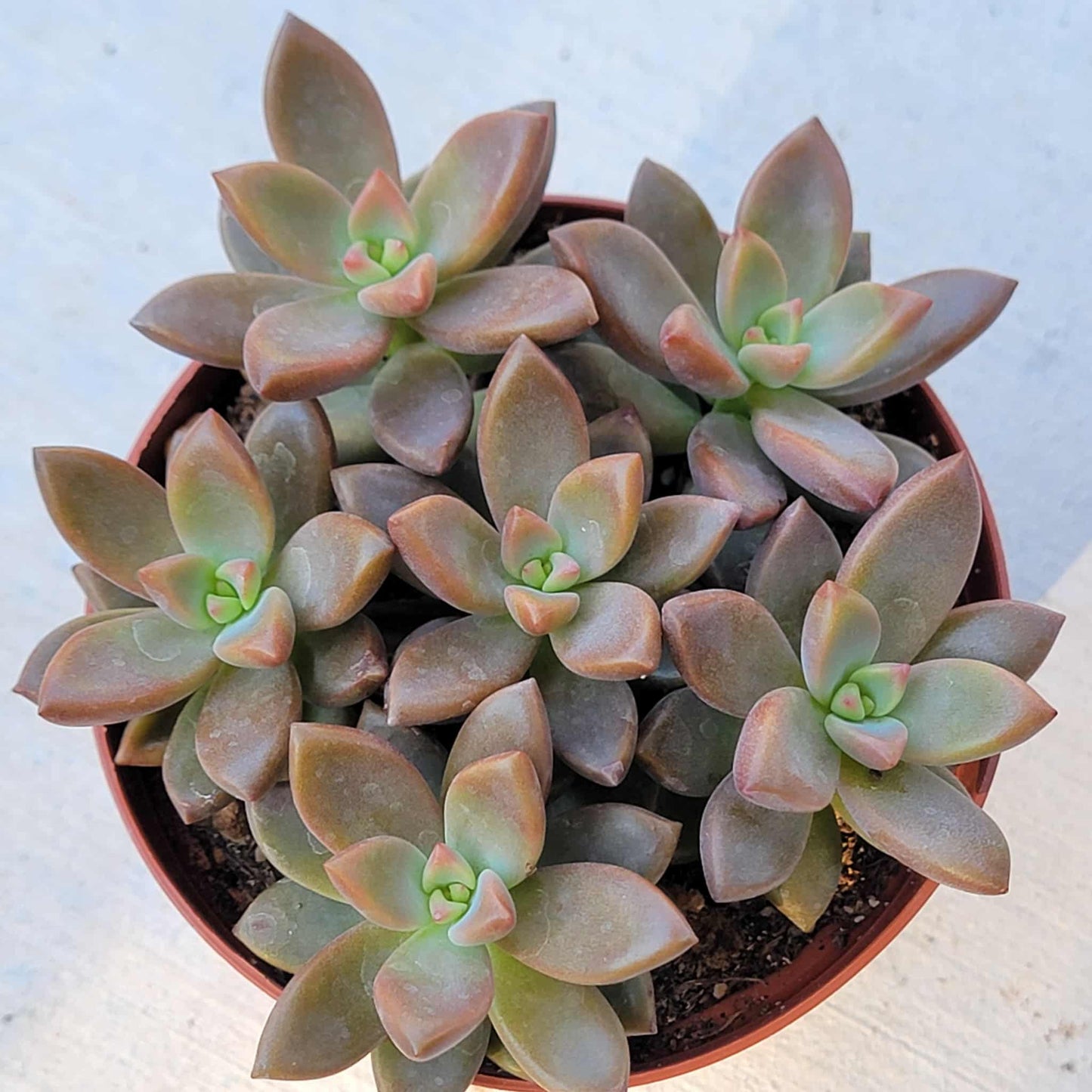Graptosedum 'Rosa' - 4 Inch Assorted - Succulent - DesertScapeSucculent