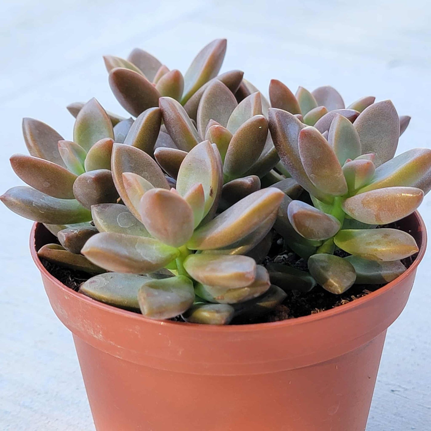 Graptosedum 'Rosa' - 4 Inch Assorted - Succulent - DesertScapeSucculent