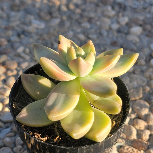 Graptosedum 'Sunsplash'