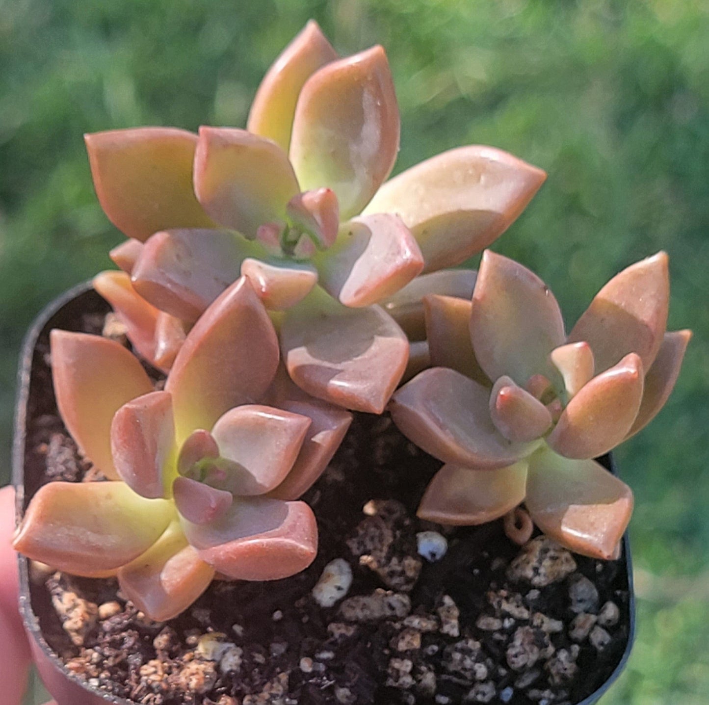 Graptosedum X 'Vera Higgins'