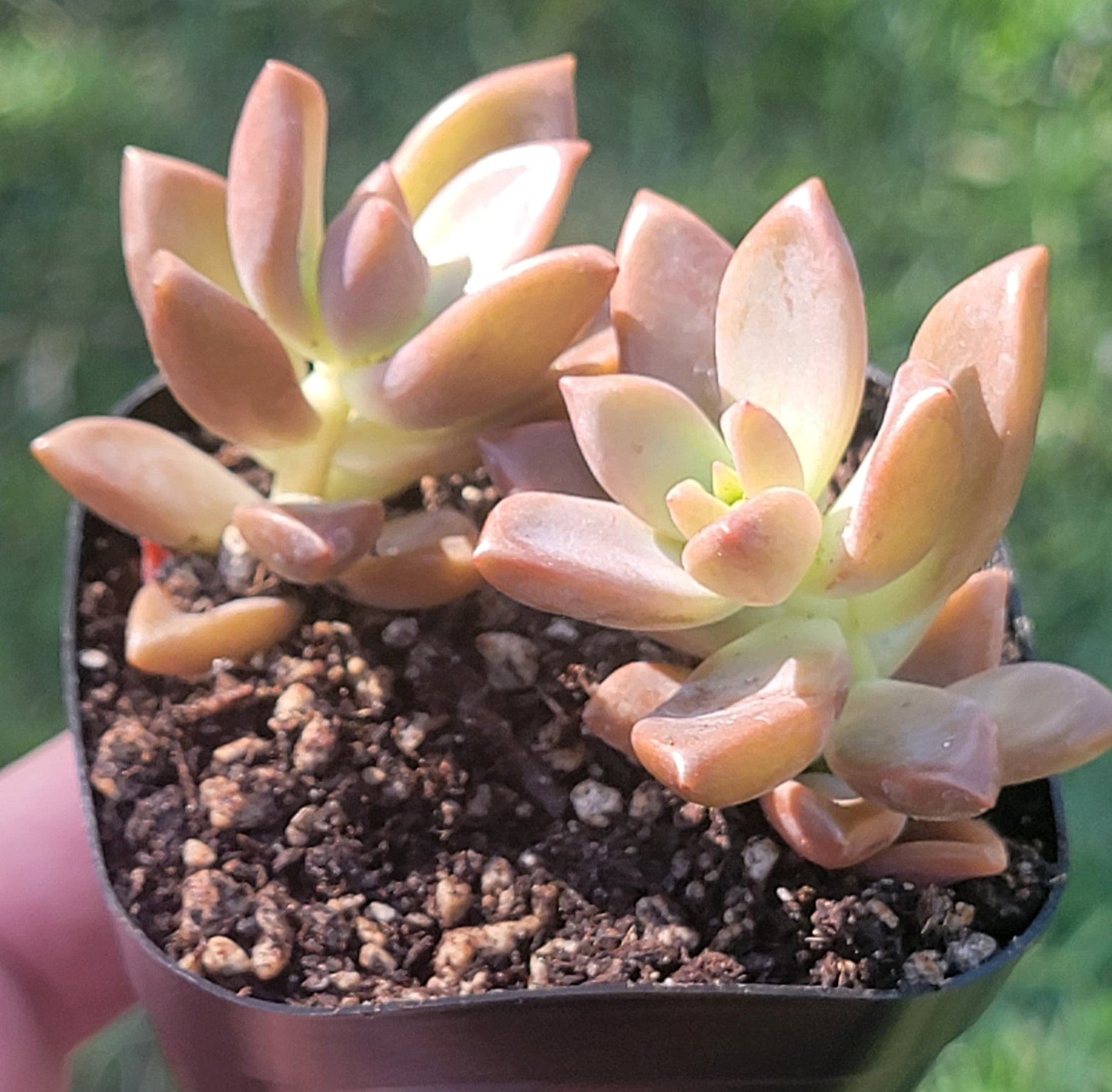 Graptosedum X 'Vera Higgins'