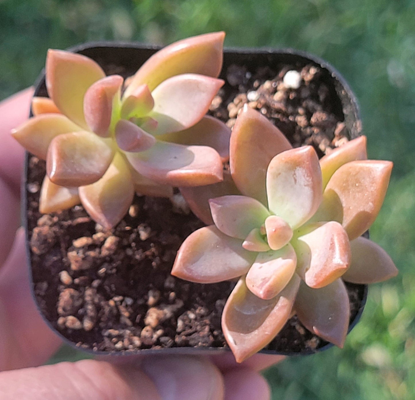 Graptosedum X 'Vera Higgins'