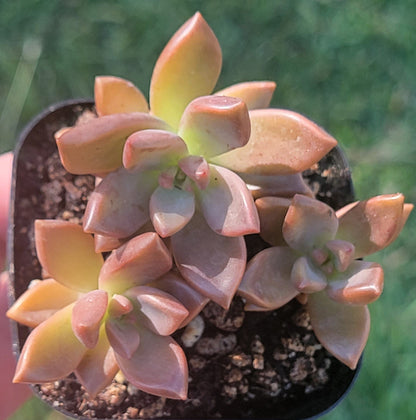 Graptosedum X 'Vera Higgins'