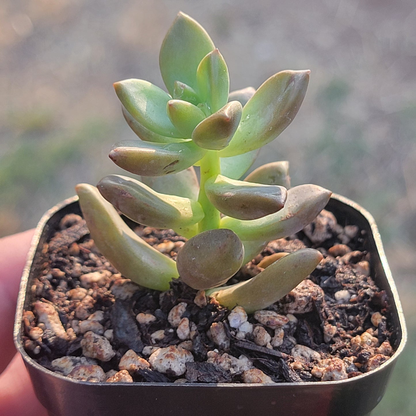 Graptosedum X 'Vera Higgins'