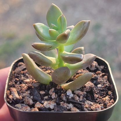 Graptosedum X 'Vera Higgins'