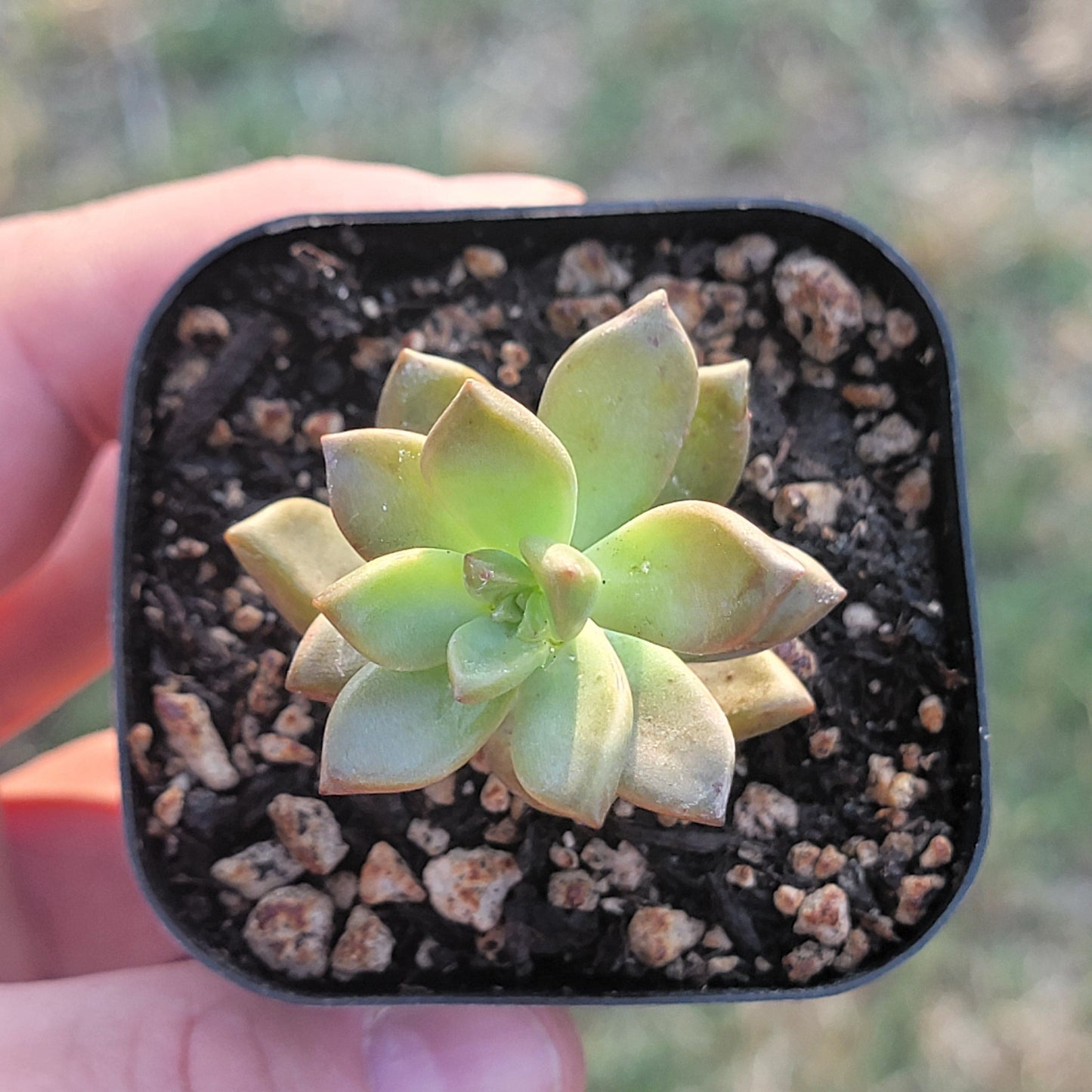 Graptosedum X 'Vera Higgins'