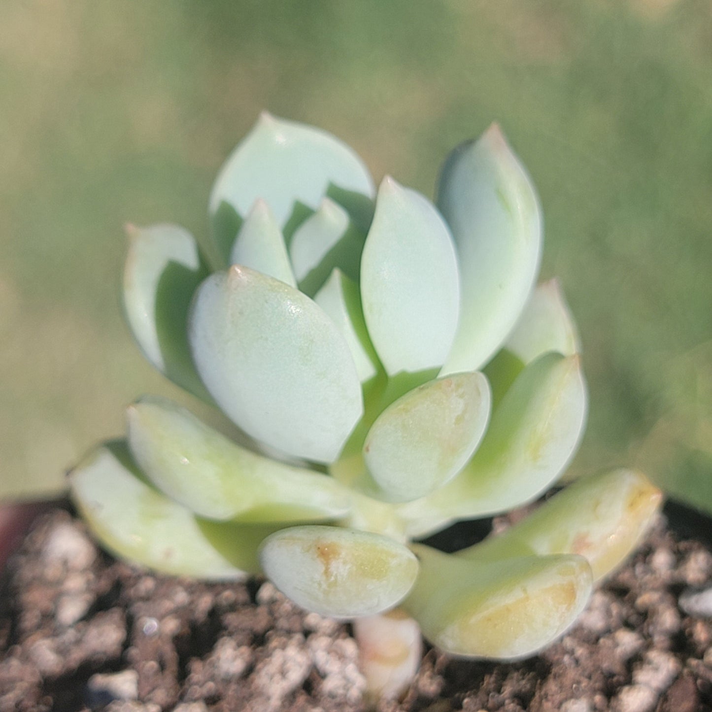 Graptoveria 'A Grim One'