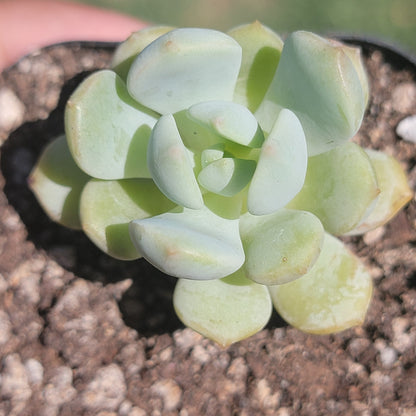 Graptoveria 'A Grim One'