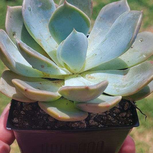 Graptoveria 'Un sombrío'