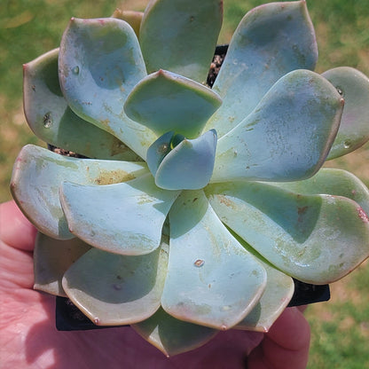 Graptoveria 'A Grim One'