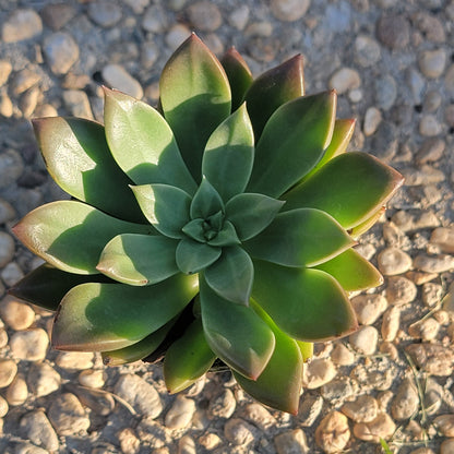 Graptoveria 'April Dawn'