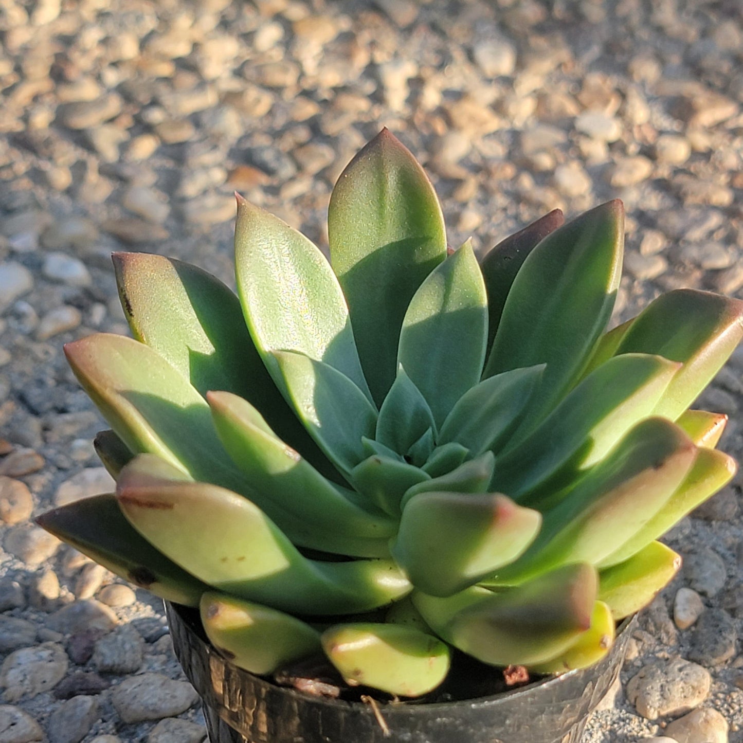 Graptoveria 'April Dawn'