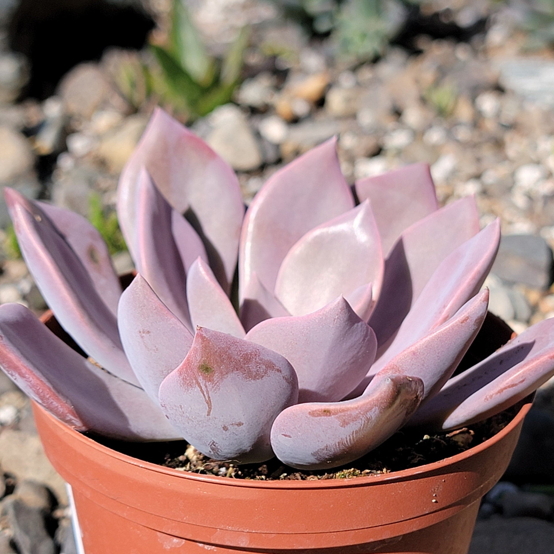 graptoveria succulent Graptoveria 'Debbie' – DesertScapeSucculent