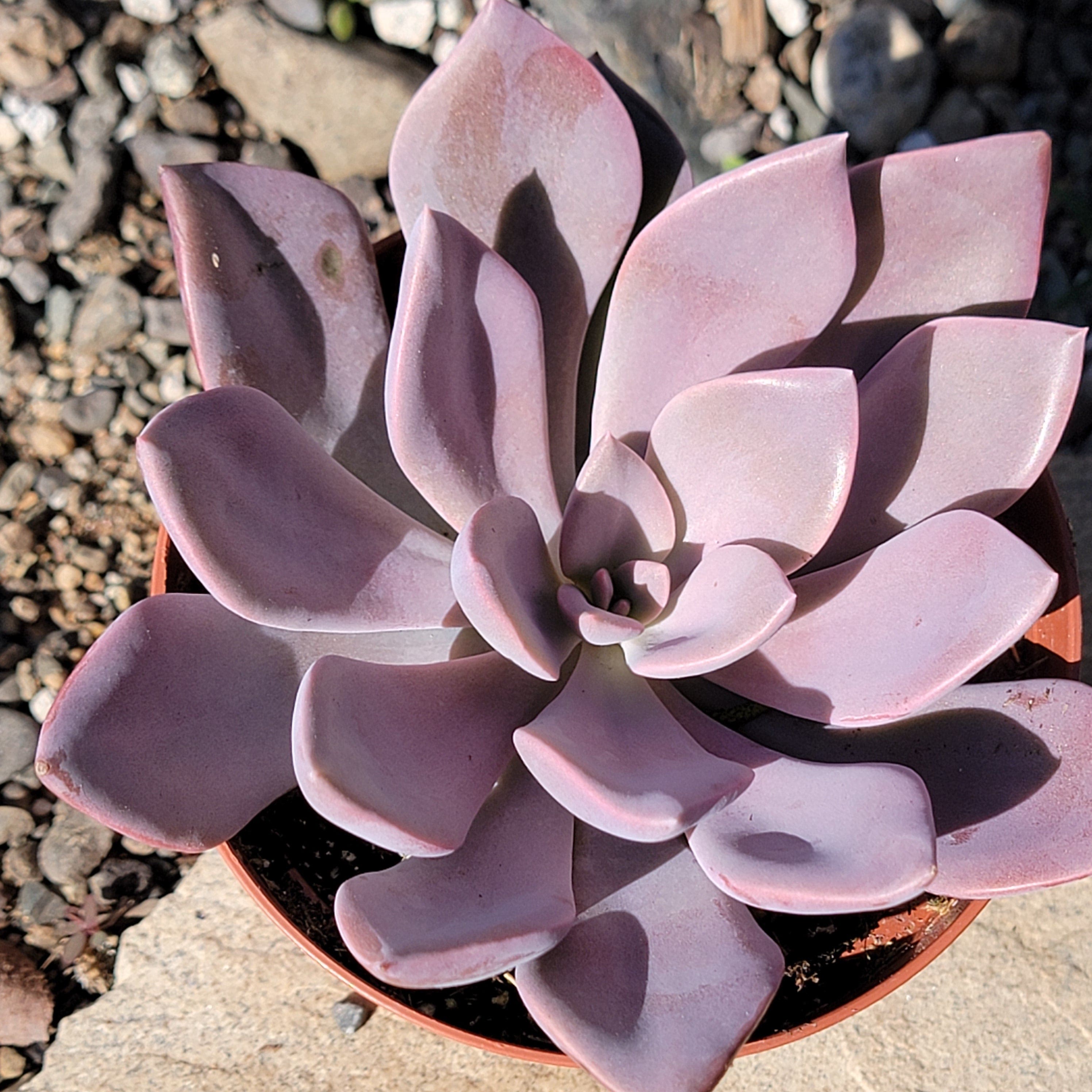 debbie succulent Graptoveria 'Debbie'