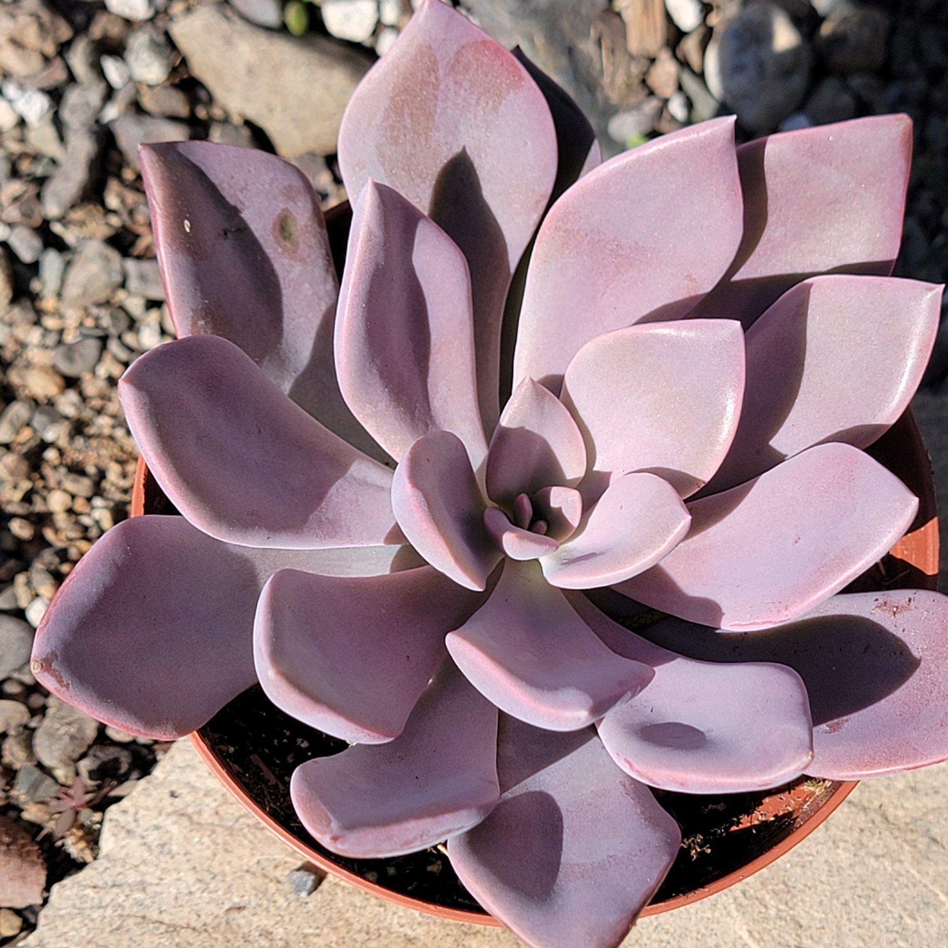 succulent debbie Graptoveria 'Debbie'