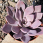 Graptoveria 'Debbie' - 4 Inch Assorted - Succulent - DesertScapeSucculent