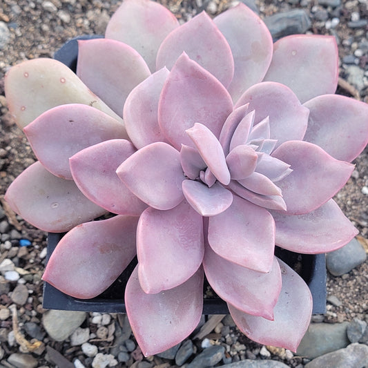 Graptoveria 'Debbie'