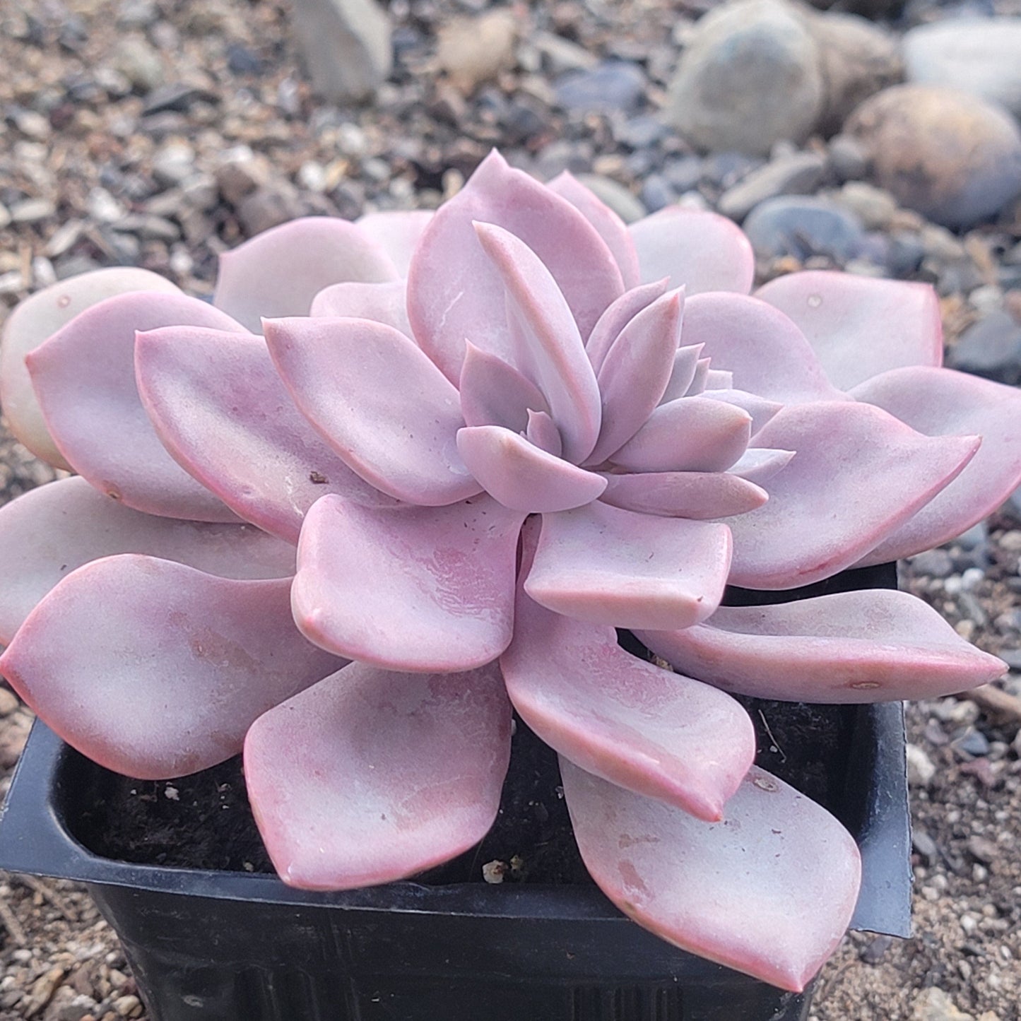 Graptoveria 'Debbie'