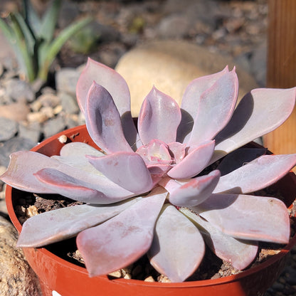 Graptoveria 'Debbie'