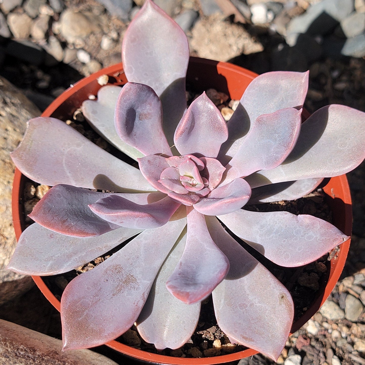 Graptoveria 'Debbie'