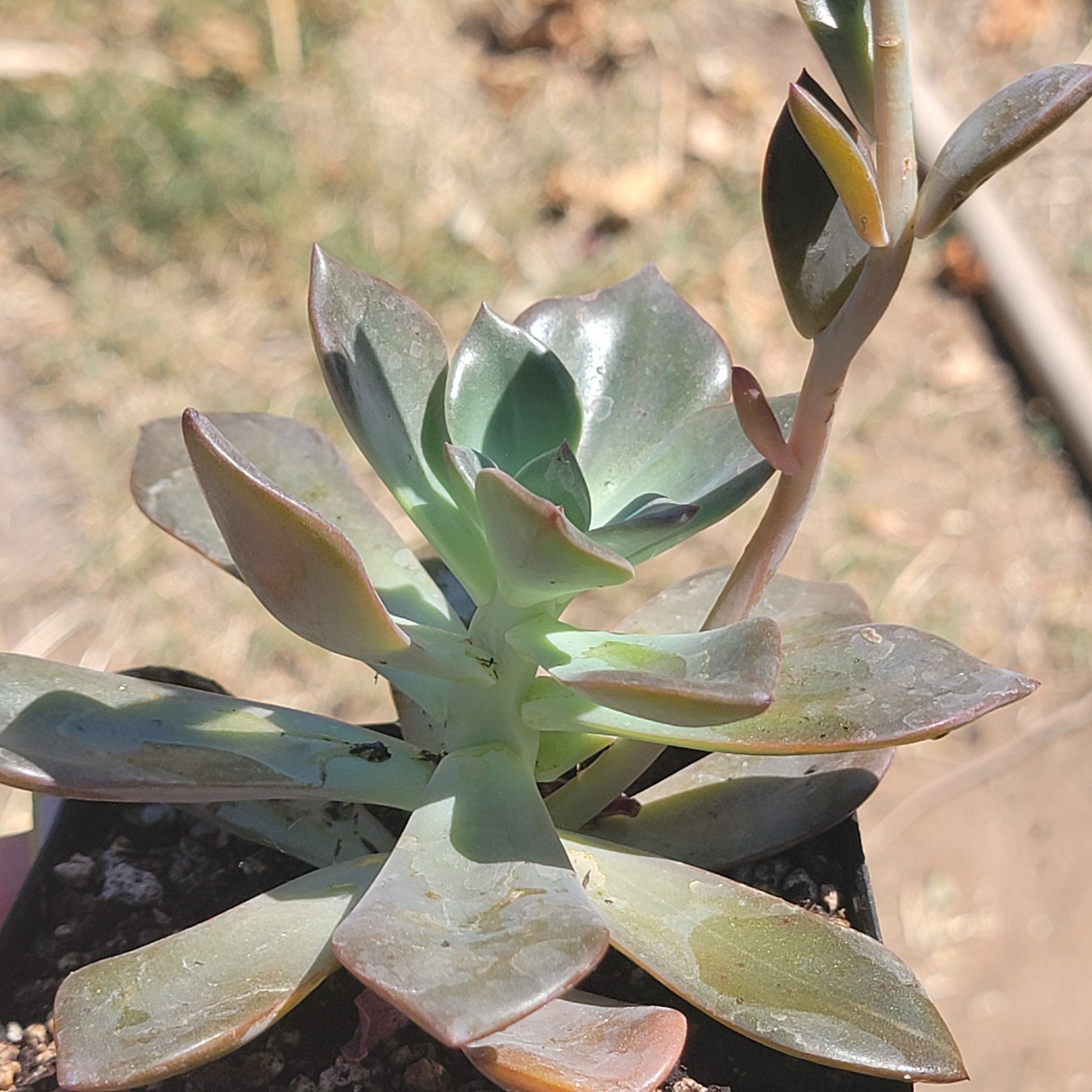 DesertScapeSucculent Succulent Graptoveria 'Fanfare' X 'Debbie'