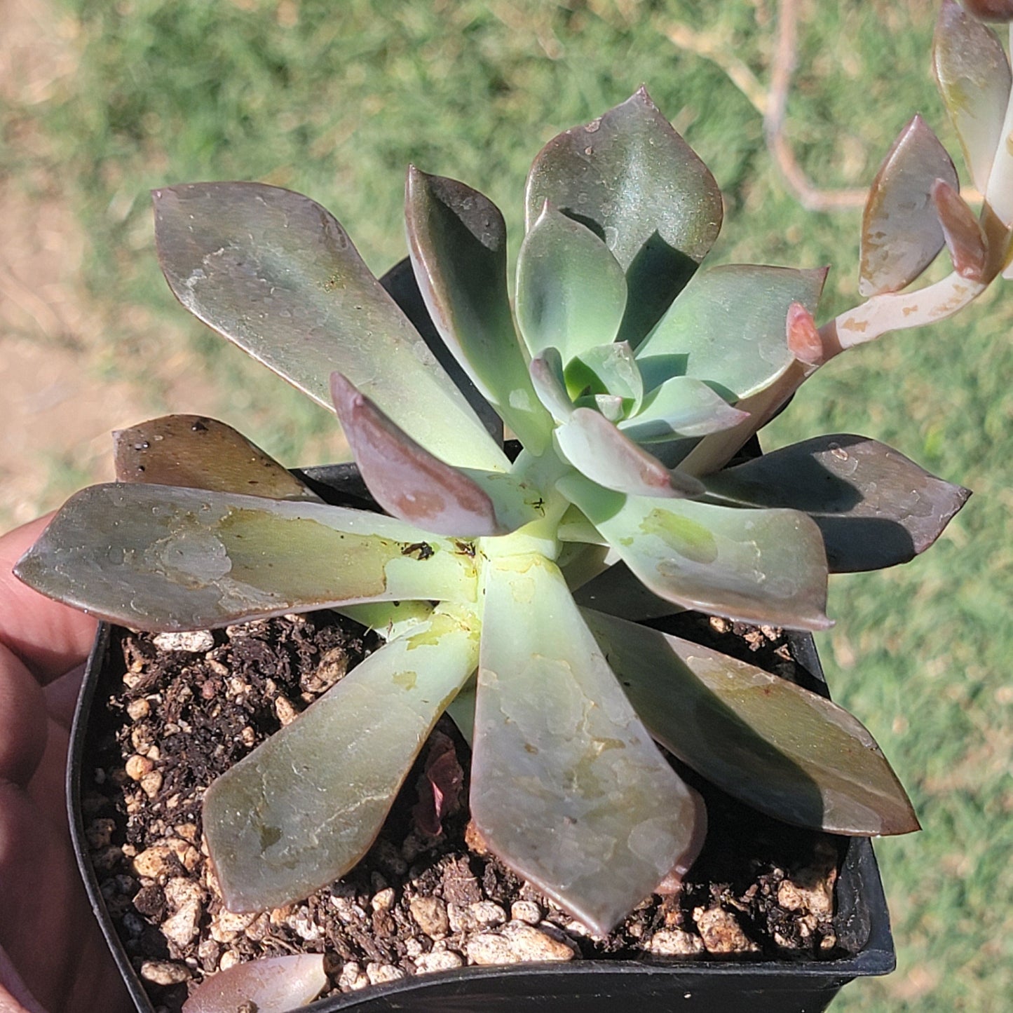 DesertScapeSucculent Succulent Single 4A Graptoveria 'Fanfare' X 'Debbie'