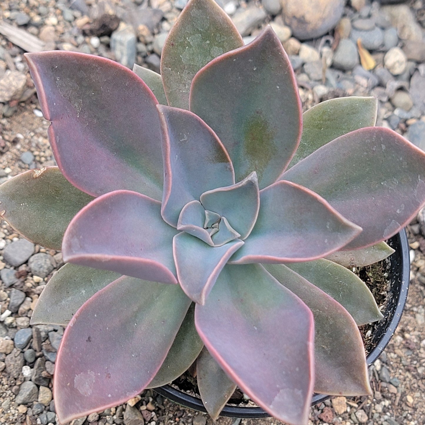 Graptoveria 'Fred Ives'