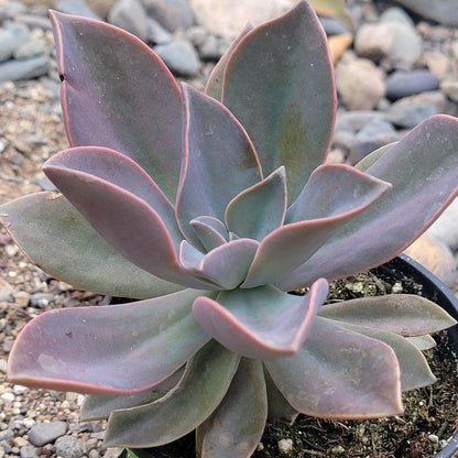 Graptoveria 'Fred Ives'