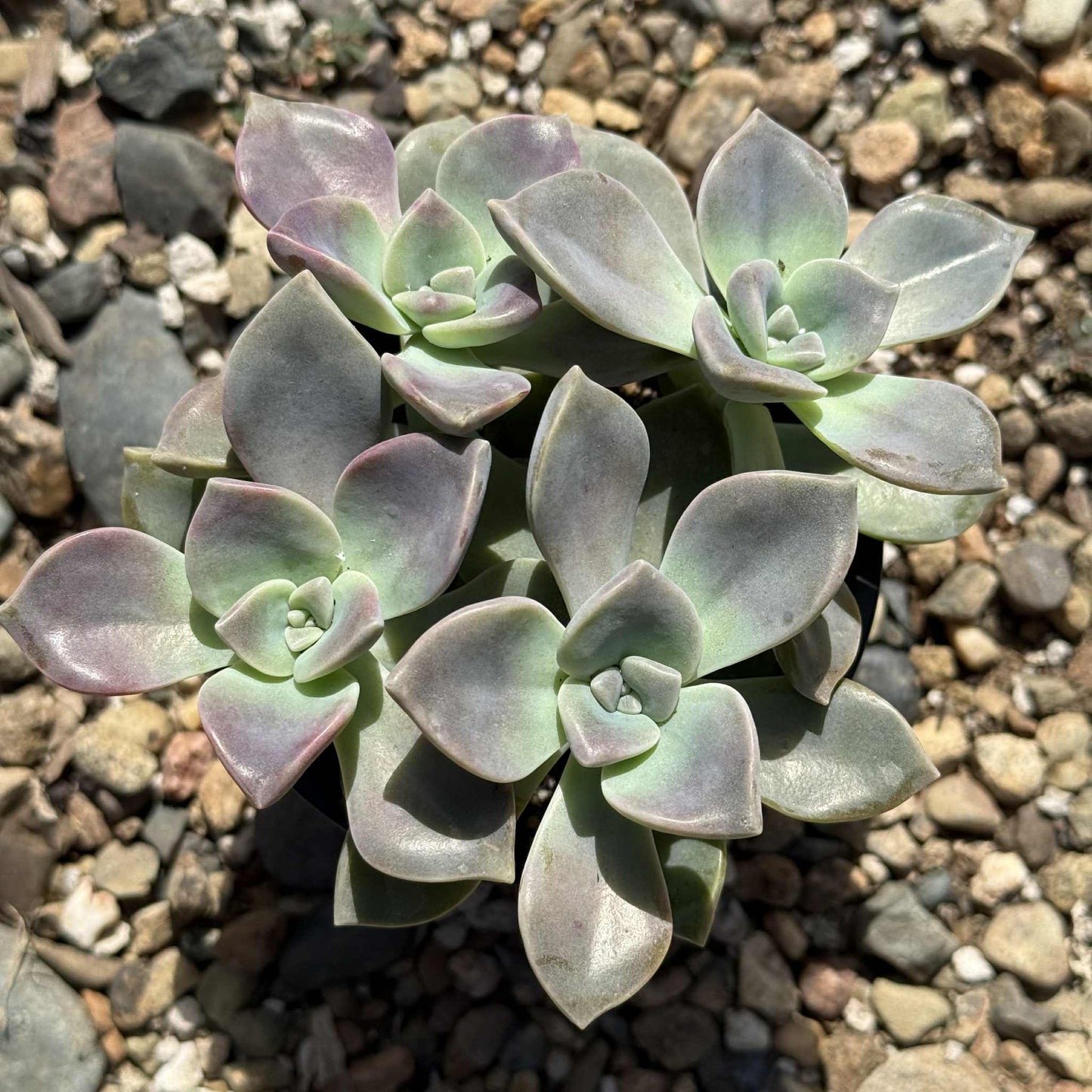 Graptoveria 'Glitter Pink' - 4 Inch Assorted - Succulent - DesertScapeSucculent