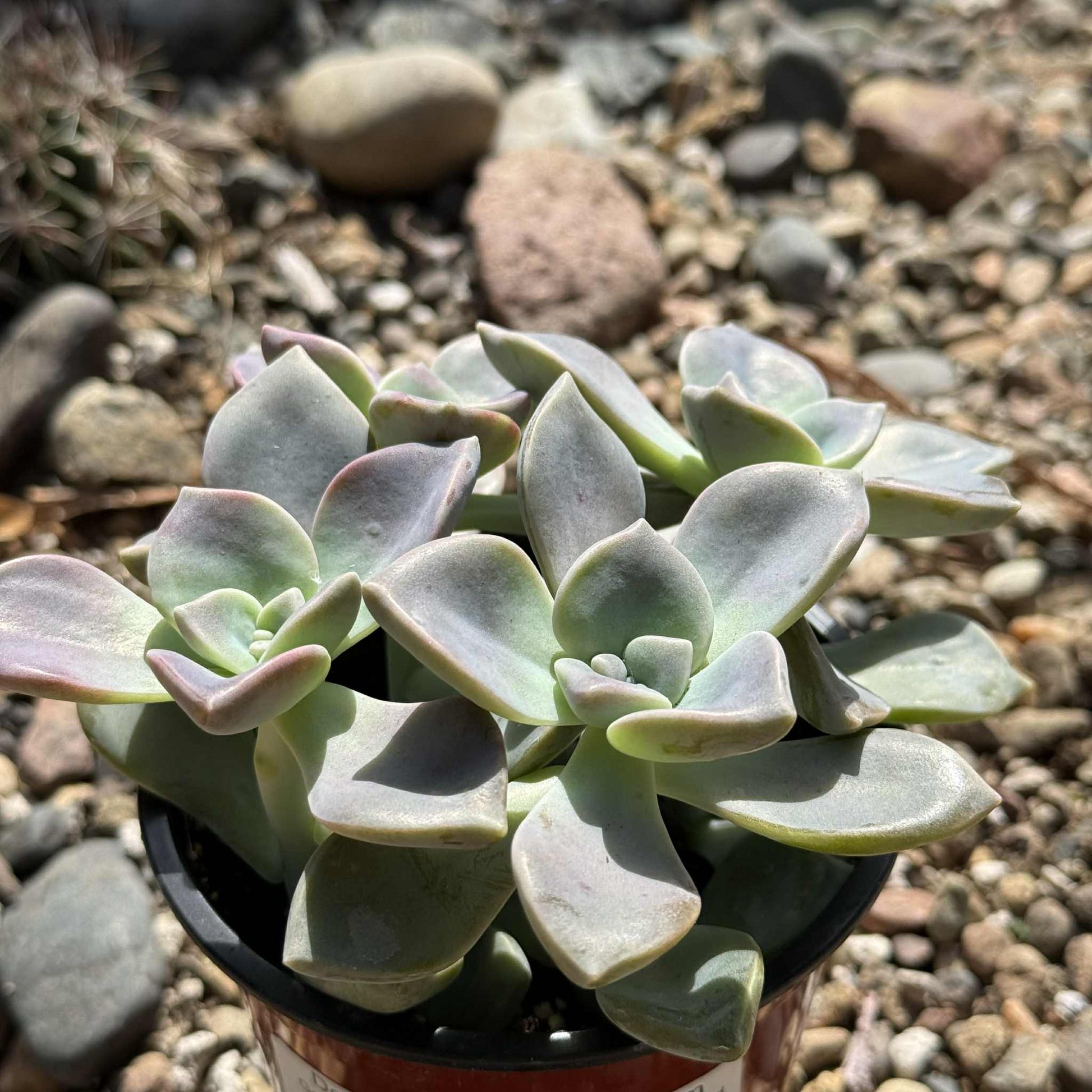 Graptoveria 'Glitter Pink' - 4 Inch Assorted - Succulent - DesertScapeSucculent