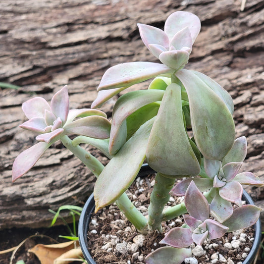 Graptoveria 'Glitter Pink'