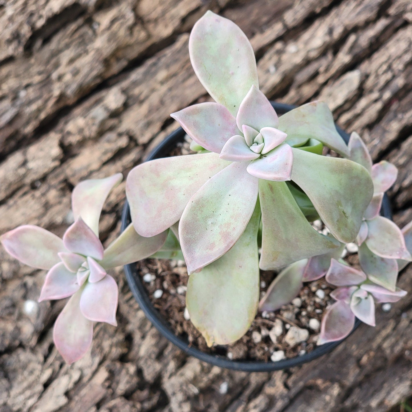 Graptoveria 'Glitter Pink'