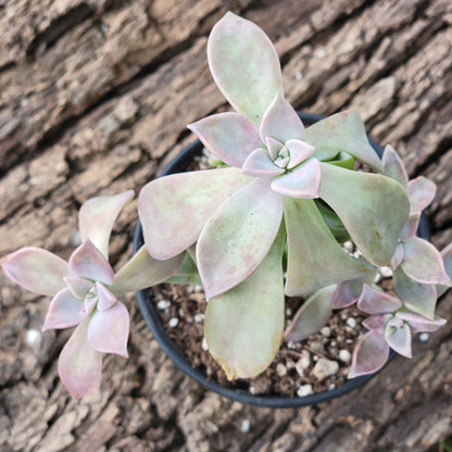 Graptoveria 'Glitter Pink'