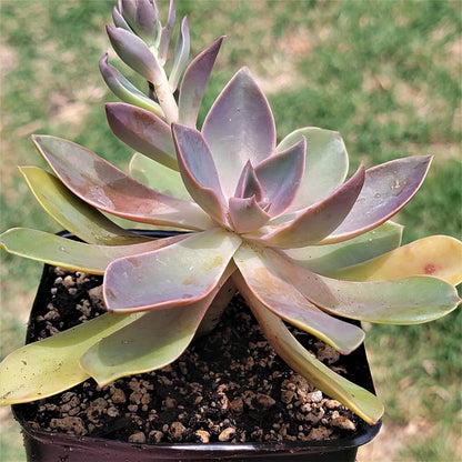 Graptoveria 'Jules' (suculenta rara)