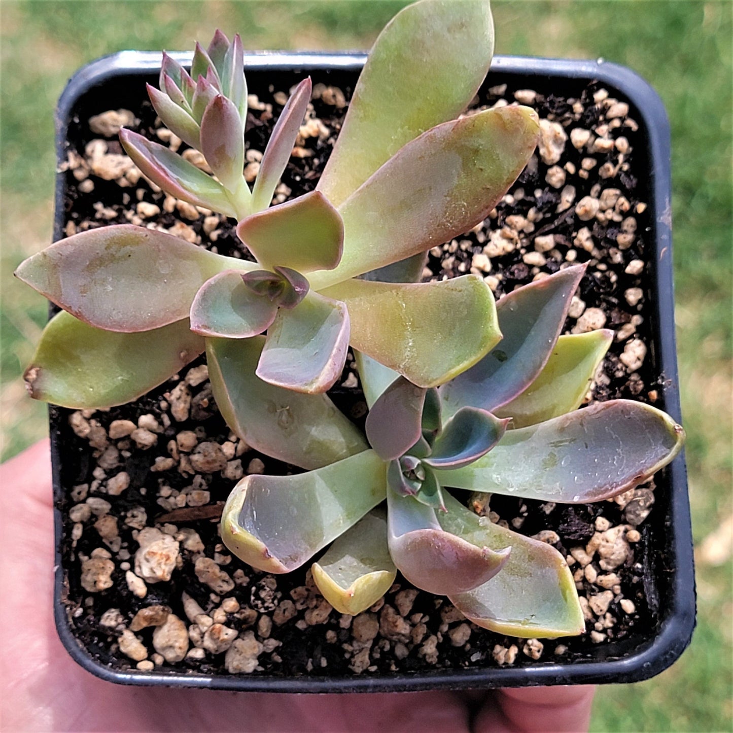 Graptoveria 'Jules' (suculenta rara)