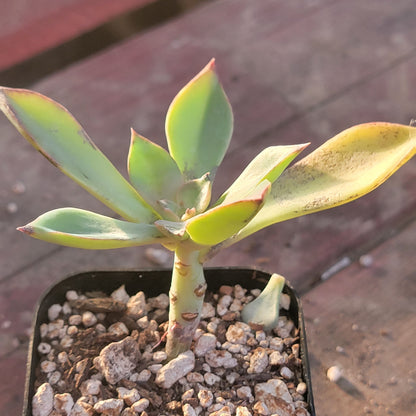 Graptoveria 'Jules' (suculenta rara)