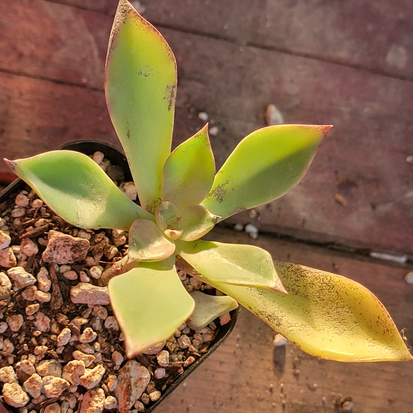 Graptoveria 'Jules' (suculenta rara)