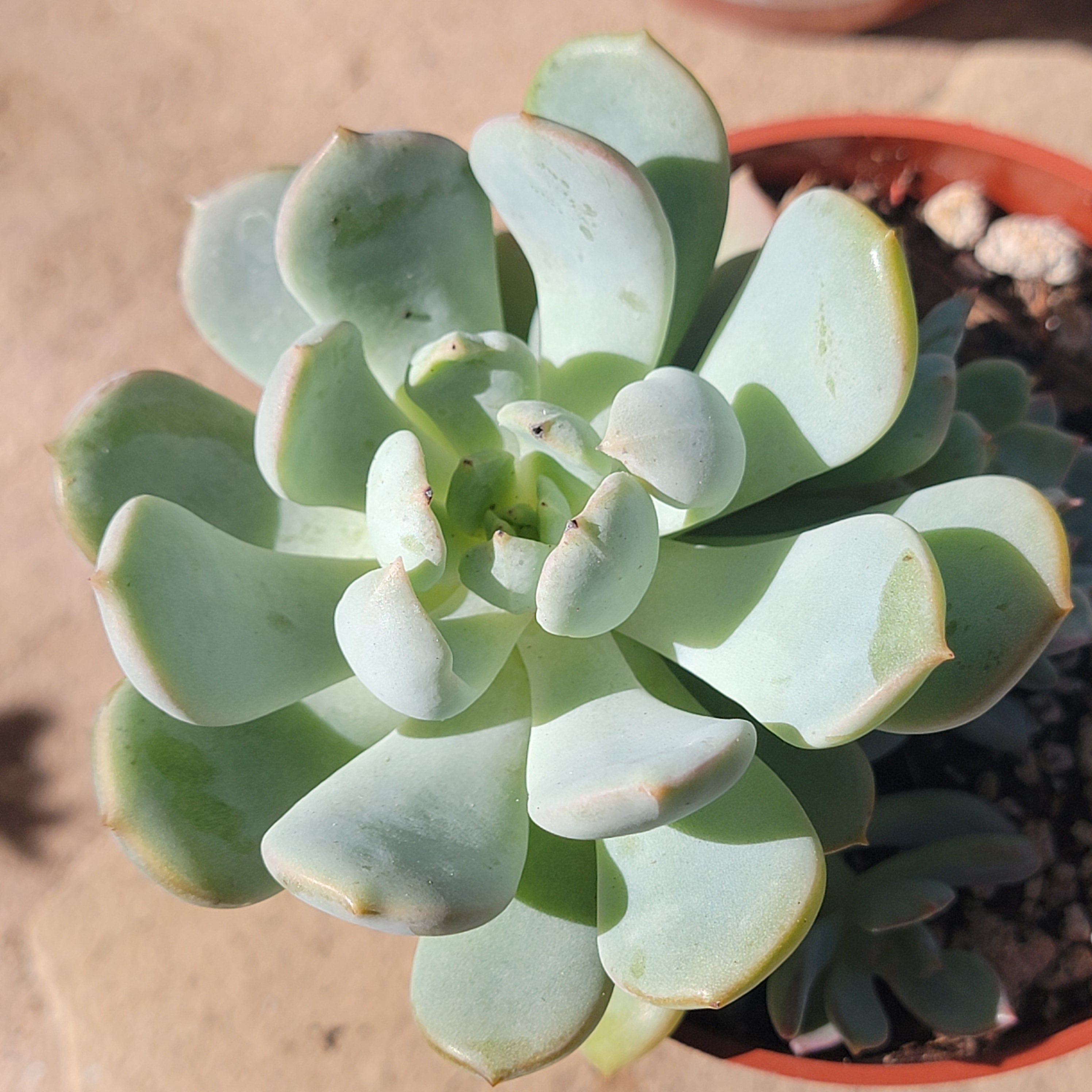 graptoveria moonglow succulent Graptoveria 'Moonglow'