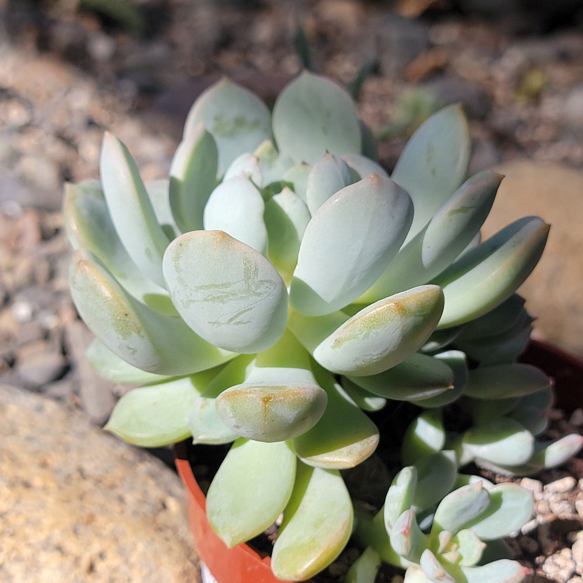 succulent moonglow Graptoveria 'Moonglow' – DesertScapeSucculent