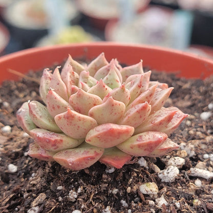 Graptoveria 'Olivia'