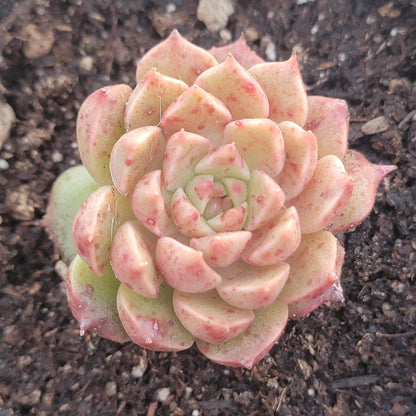 Graptoveria 'Olivia'